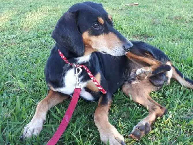 Cachorro ra a SRD idade 1 ano nome Café 