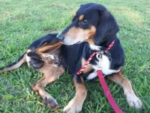 Cachorro raça SRD idade 1 ano nome Café 