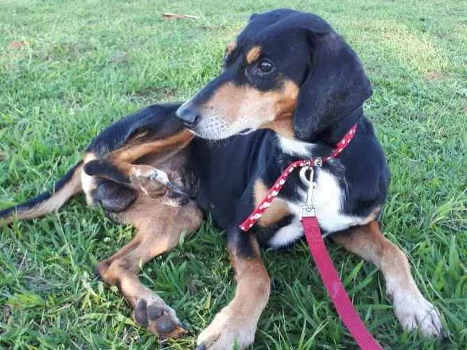 Cachorro ra a SRD idade 1 ano nome Café 