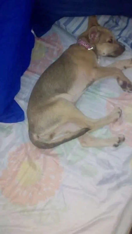 Cachorro ra a indefinida idade 2 a 6 meses nome jully