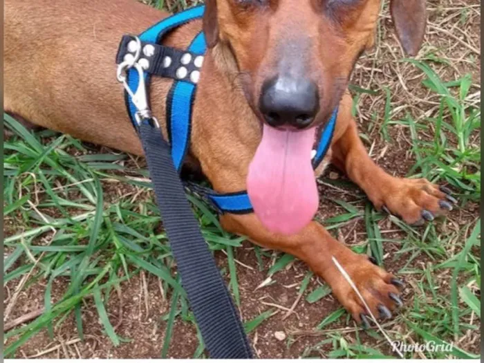 Cachorro ra a Basset idade 3 anos nome Thor 