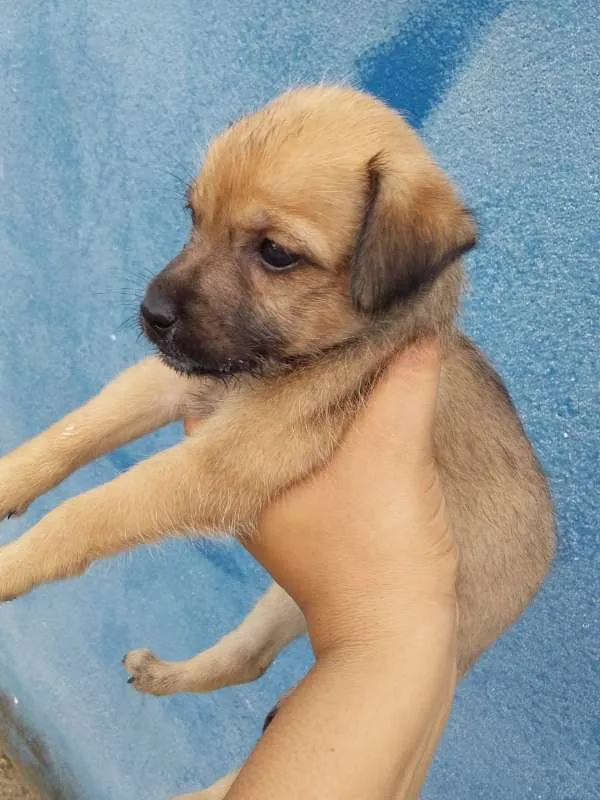 Cachorro raça desconhecida idade Abaixo de 2 meses nome princesa
