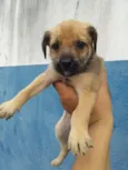 princesa