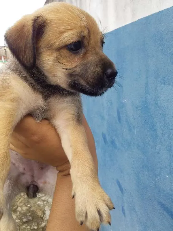 Cachorro raça desconhecida idade Abaixo de 2 meses nome princesa