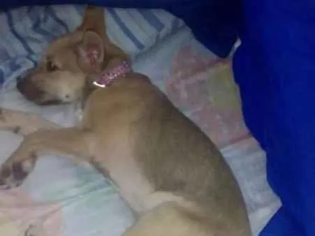 Cachorro ra a indefinida idade 2 a 6 meses nome jully