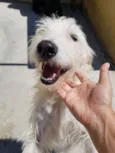 Spike