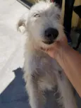 Spike