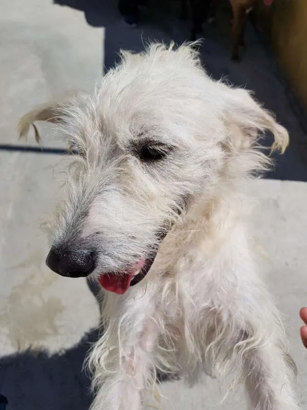 Cachorro ra a SRD idade 2 anos nome Spike