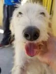 Spike