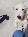 Spike