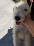 Spike