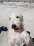 Spike