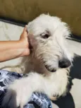 Spike