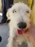 Spike