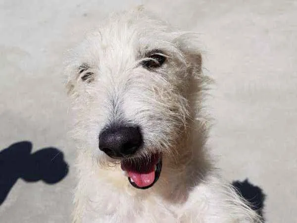Cachorro ra a SRD idade 2 anos nome Spike