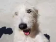 Spike