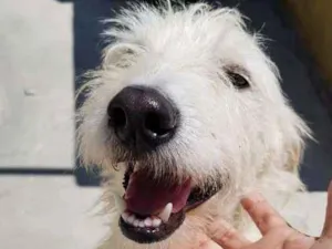 Cachorro raça SRD idade 2 anos nome Spike