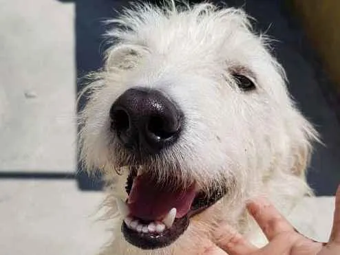 Cachorro ra a SRD idade 2 anos nome Spike