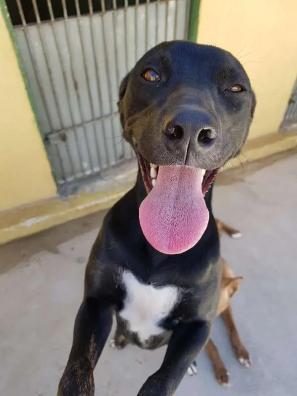Cachorro ra a SRD idade 2 anos nome MILA