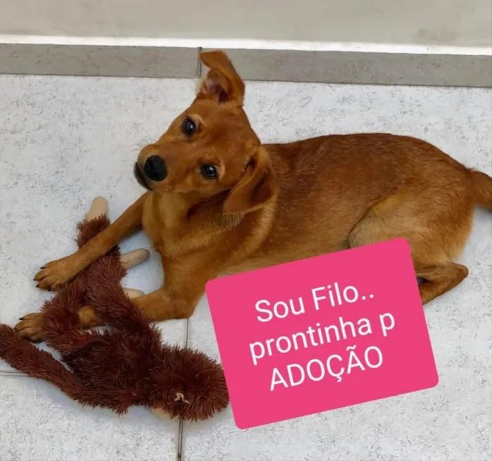 Cachorro ra a Srd idade 7 a 11 meses nome Filó
