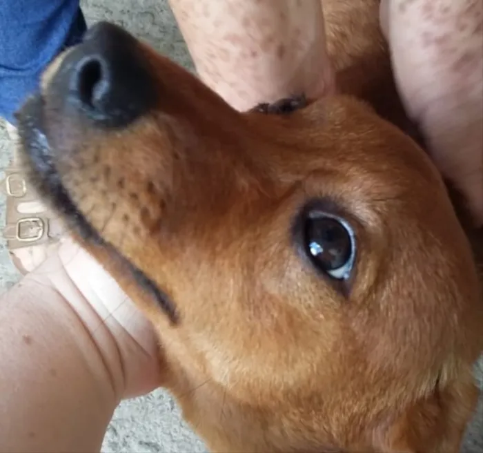 Cachorro ra a Srd idade 7 a 11 meses nome Filó