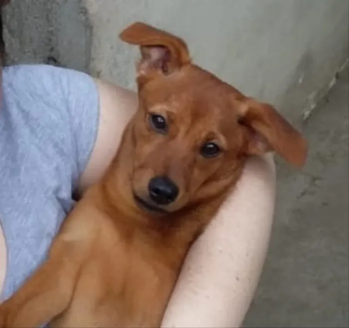Cachorro ra a Srd idade 7 a 11 meses nome Filó
