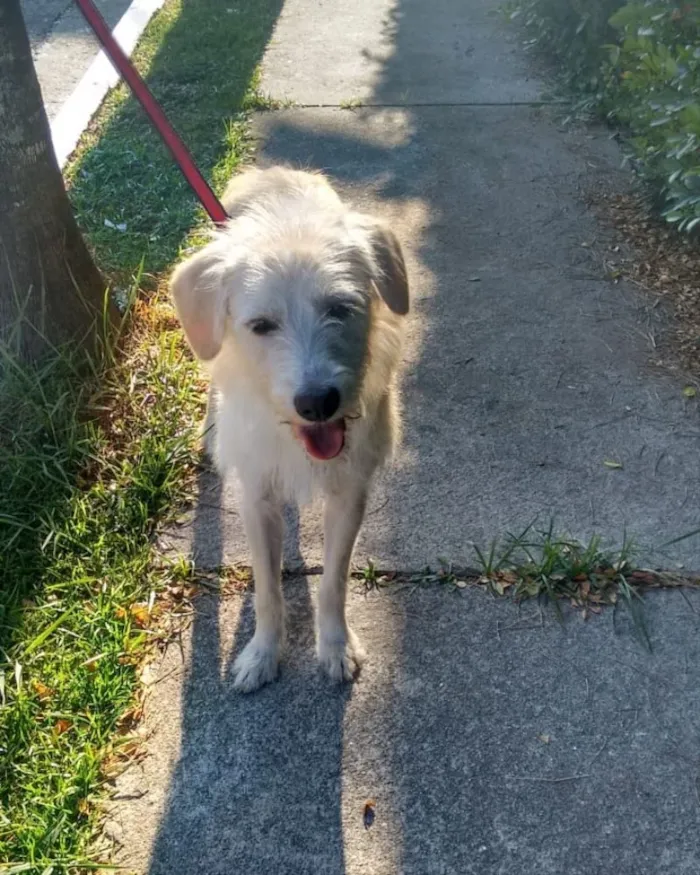 Cachorro ra a Srd idade 7 a 11 meses nome Frederica