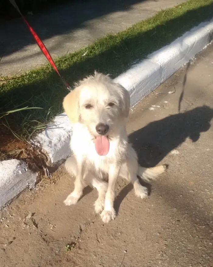 Cachorro ra a Srd idade 7 a 11 meses nome Frederica
