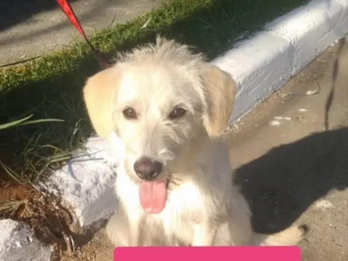 Cachorro ra a Srd idade 7 a 11 meses nome Frederica