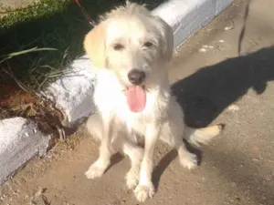 Cachorro raça Srd idade 7 a 11 meses nome Frederica