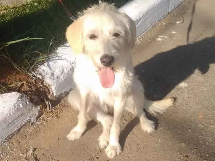 Cachorro ra a Srd idade 7 a 11 meses nome Frederica