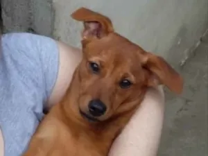 Cachorro raça Srd idade 7 a 11 meses nome Filó