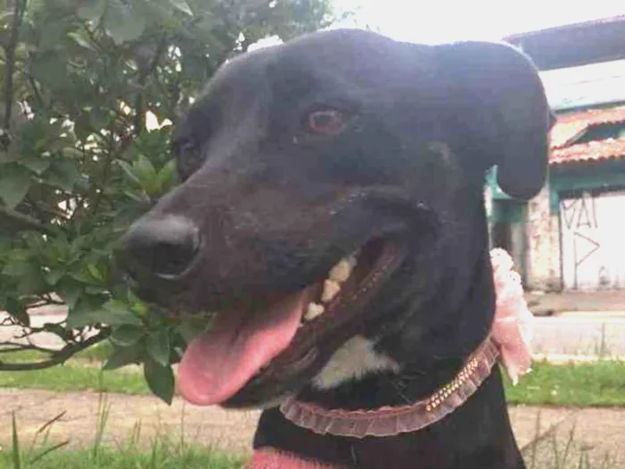 Cachorro ra a SRD idade 2 anos nome MILA