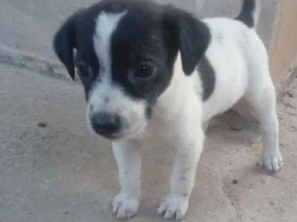 Cachorro ra a Viralata idade 2 a 6 meses nome Filhote