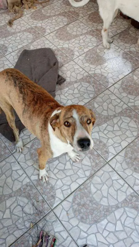 Cachorro ra a SRD idade 3 anos nome Azaleia