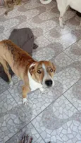 Azaleia