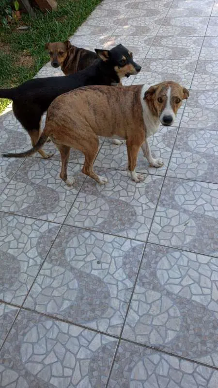 Cachorro ra a SRD idade 3 anos nome Azaleia