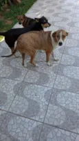 Azaleia