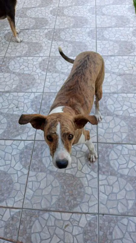 Cachorro ra a SRD idade 3 anos nome Azaleia