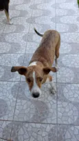 Azaleia