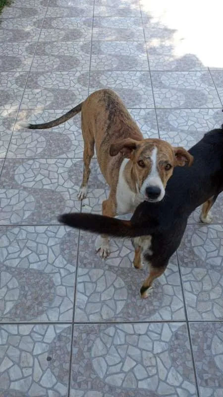 Cachorro ra a SRD idade 3 anos nome Azaleia