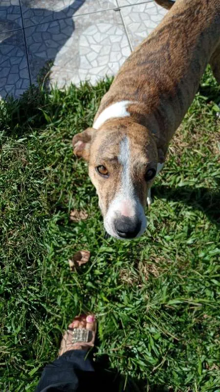Cachorro ra a SRD idade 3 anos nome Azaleia