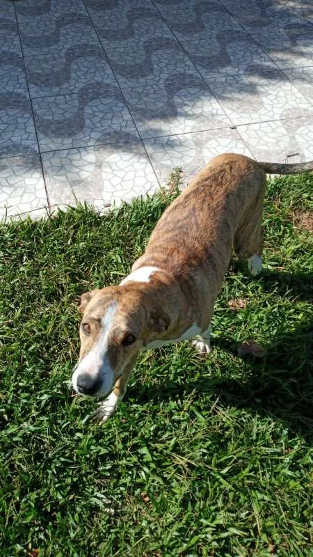 Cachorro ra a SRD idade 3 anos nome Azaleia