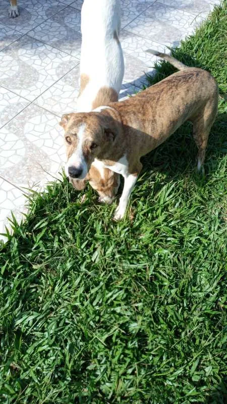 Cachorro ra a SRD idade 3 anos nome Azaleia