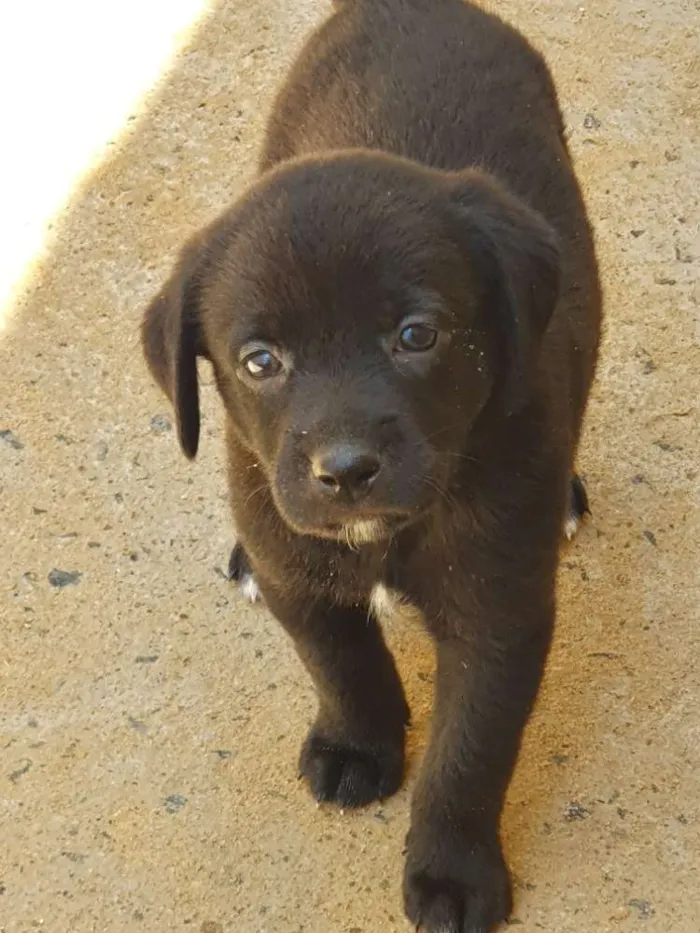 Cachorro ra a SRD idade Abaixo de 2 meses nome Filhote