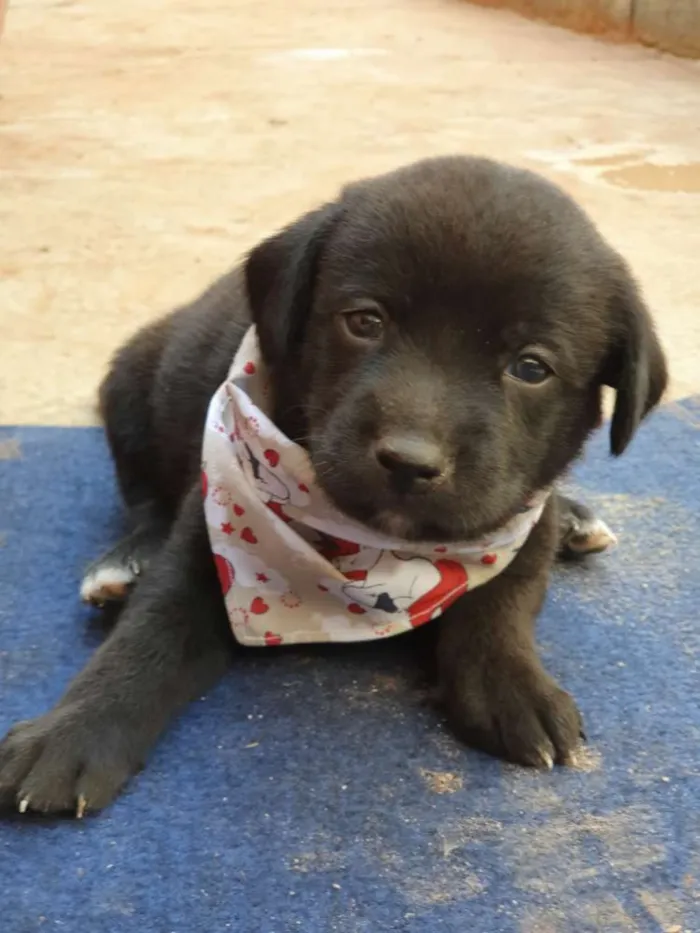 Cachorro ra a SRD idade Abaixo de 2 meses nome Filhote