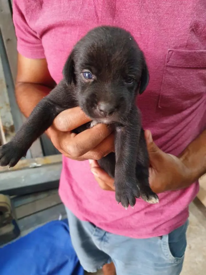 Cachorro ra a SRD idade Abaixo de 2 meses nome Filhote