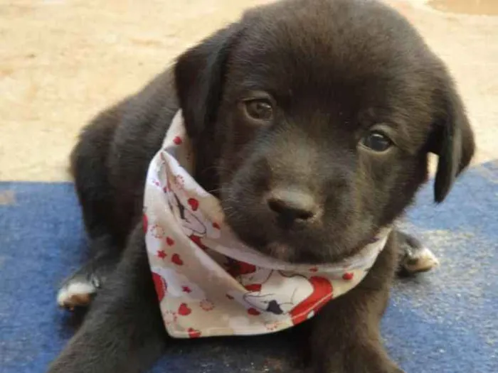 Cachorro ra a SRD idade Abaixo de 2 meses nome Filhote