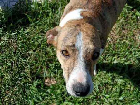 Cachorro ra a SRD idade 3 anos nome Azaleia