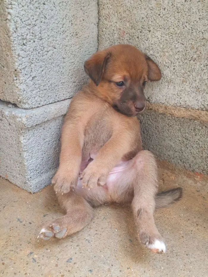 Cachorro ra a SRD idade Abaixo de 2 meses nome Filhote